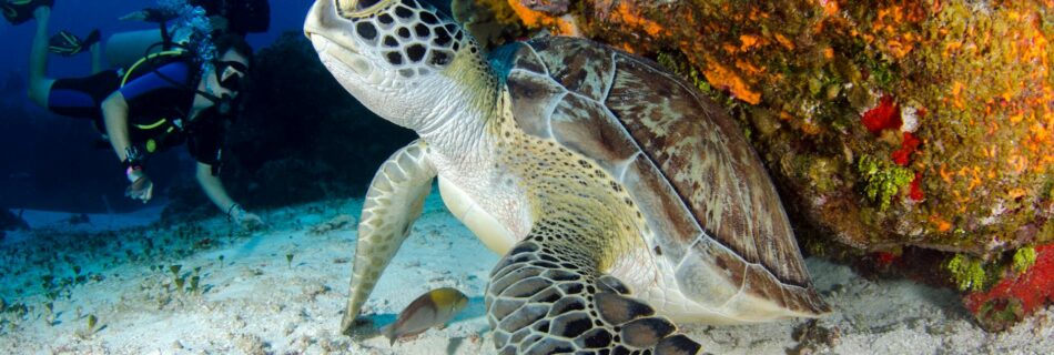 brown and black turtle on seabed