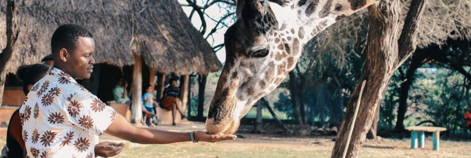 person feeding giraffe