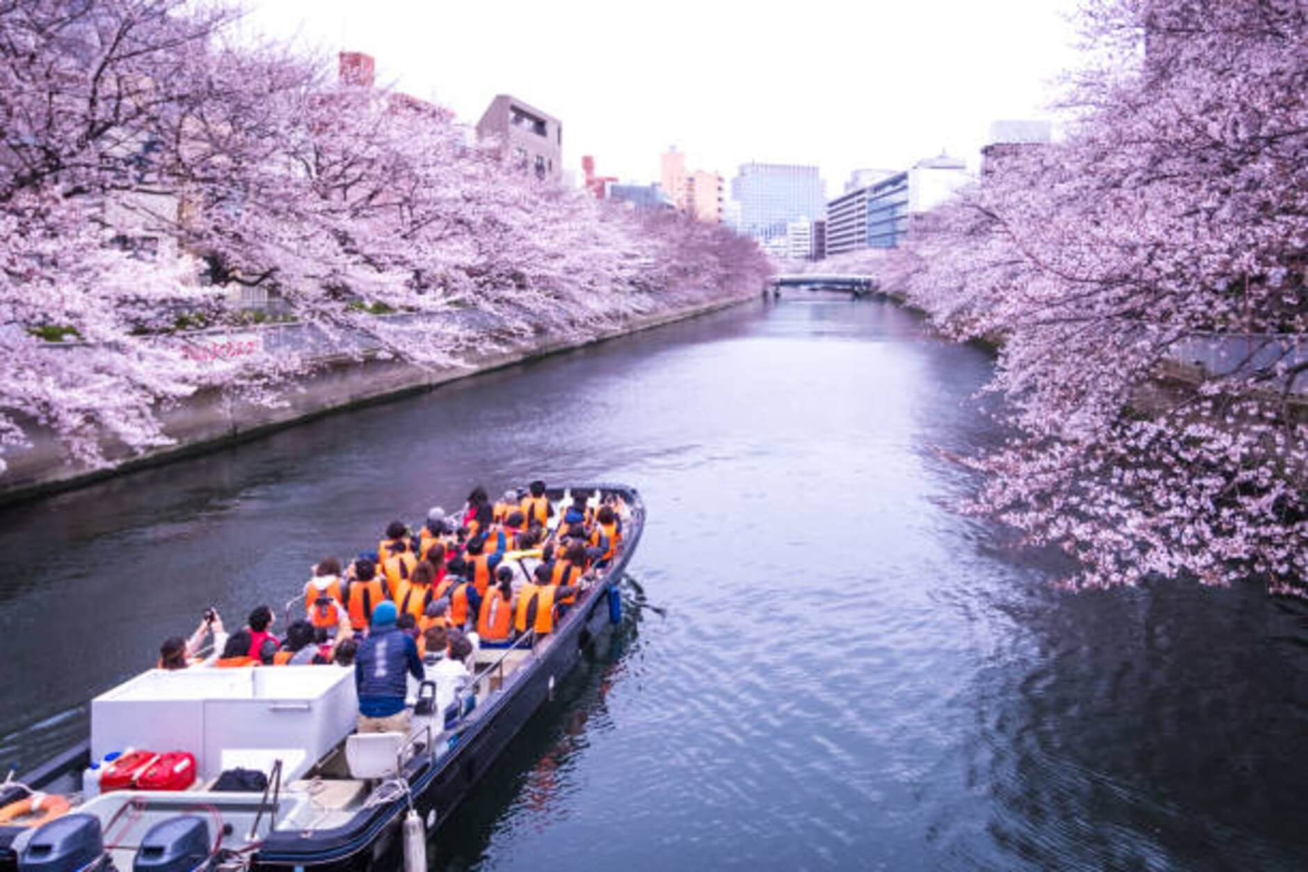 Tokyo Sakura Cruise: A Magical Cherry Blossom Experience